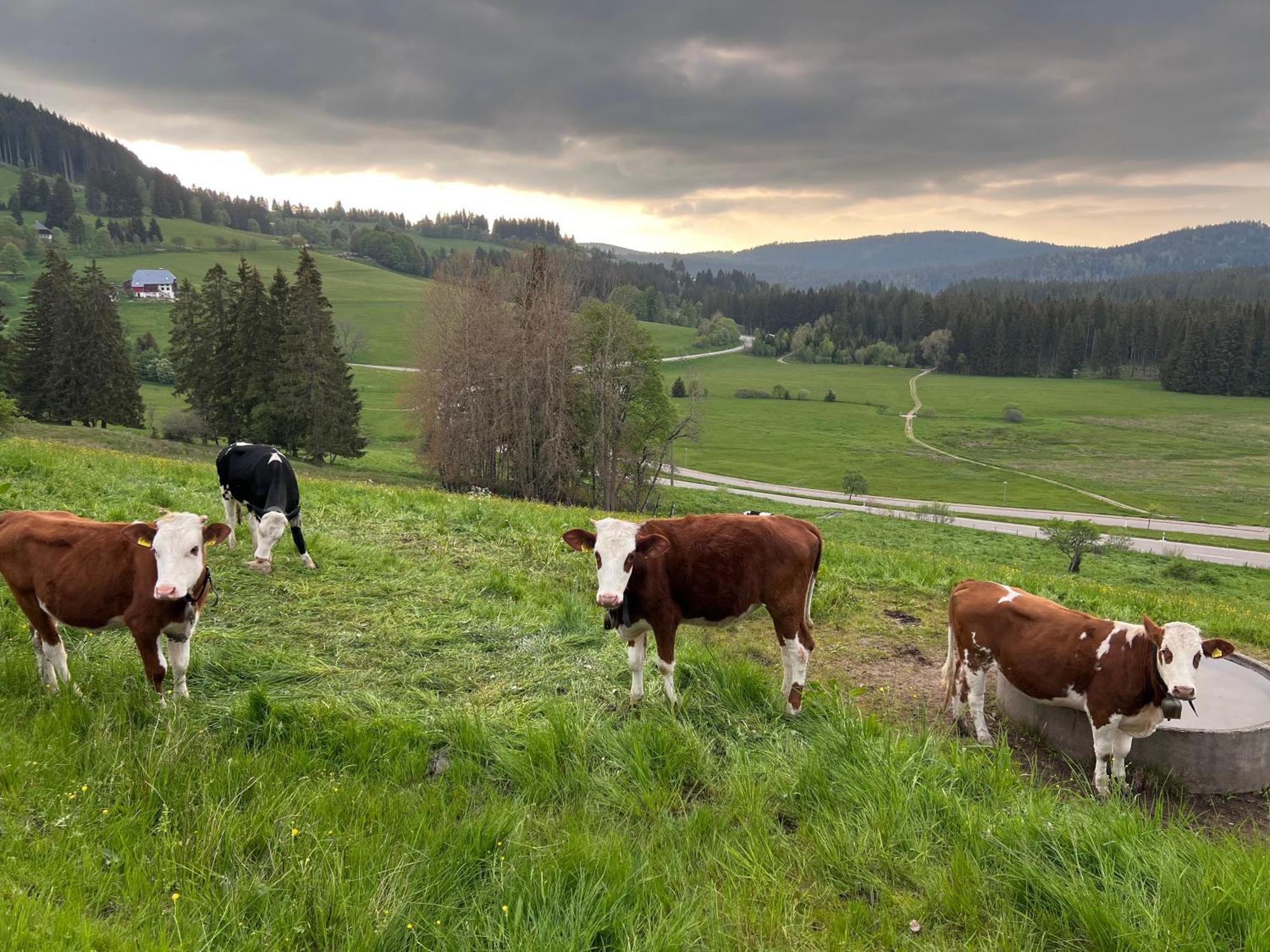 Schwarzwald-Hotel Kraeutle Feldberg  Esterno foto